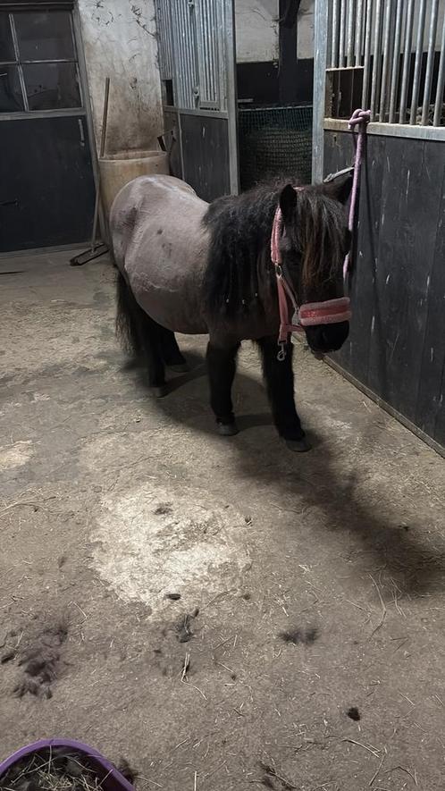 Gezocht lieve verzorgster menner voor onze Shetland pony, Dieren en Toebehoren, Paarden en Pony's | Verzorgingsproducten, Ophalen of Verzenden