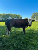 Te koop drachtig dikbil pink, Dieren en Toebehoren, Vrouwelijk, 3 tot 6 jaar