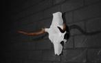 Eland Schedel Large Northern Elk Moose skull - Alces alces, Ophalen of Verzenden, Schedel