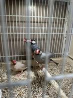 Rijstvogels mokka agaat pastel wildkleur, Meerdere dieren, Tropenvogel, Geringd