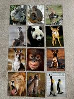 Dieren afbeeldingen kaarten karton panda aap cheetah, Ophalen of Verzenden