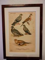 Litho Floericke Steppehoen Tortelduif Houtduif Duif 1922, Ophalen of Verzenden