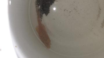 gratis algen eter vis beschikbaar voor biedingen