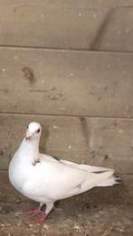 Postduif, Dieren en Toebehoren, Vogels | Duiven, Geslacht onbekend, Postduif