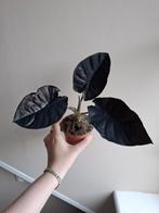 Alocasia Black Magic, Ophalen of Verzenden, Overige soorten, Minder dan 100 cm