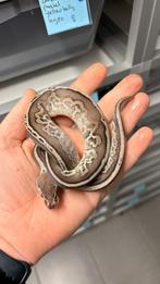 Leopard Pastel Cinnamon Hypo 66% Het Piebald ball python, Dieren en Toebehoren, Slang, Tam, 0 tot 2 jaar