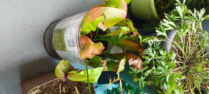 Vleesetende plant, Huis en Inrichting, Kamerplanten, Overige soorten, Minder dan 100 cm, Bloeiende kamerplant, Volle zon, In pot
