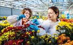 Assistent Teler, Vacatures, 33 - 40 uur, Tijdelijk contract