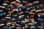 Poecilia Reticulatus (M) - Guppy Man Mix, Dieren en Toebehoren, Vis, Zoetwatervis