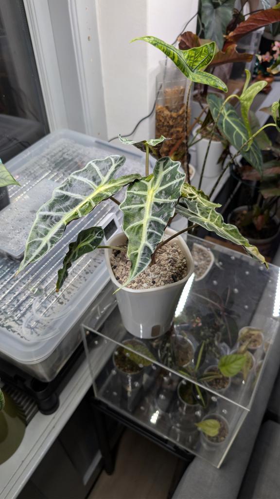 Alocasia Polly Variegata Aurea in zelfwaterende pot, Tuin en Terras, Planten | Tuinplanten, Ophalen of Verzenden