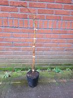 Partij van 32 kiwibes planten in verschillende soorten!, Ophalen, Minder dan 100 cm, Overige soorten, Volle zon