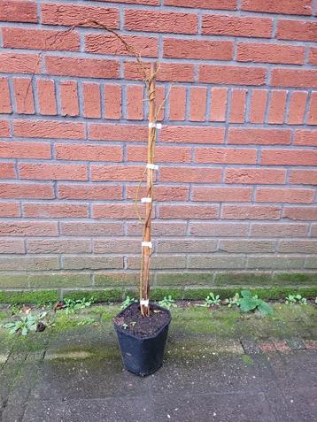 Partij van 32 kiwibes planten in verschillende soorten! beschikbaar voor biedingen