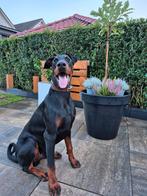 Ik zoek baas | Paku | DOBERMANN, Dieren en Toebehoren, 15 weken tot 1 jaar, Rabiës (hondsdolheid), Eén hond, Nederland