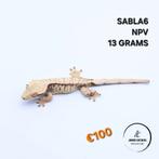 Correlophus ciliatus wimpergekko JOKERGECKOS, Hagedis, 0 tot 2 jaar