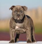 American Bully teefje, Overige rassen, CDV (hondenziekte), 8 tot 15 weken, Teef