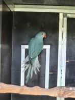 halsbandparkiet 2025 pop turquoiseblauw wkwst, Dieren en Toebehoren, Vogels | Parkieten en Papegaaien, Vrouwelijk, Parkiet, Geringd