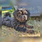 Prachtige Maltipoo teefjes beschikbaar!, Nederland, Overige rassen, CDV (hondenziekte), 8 tot 15 weken