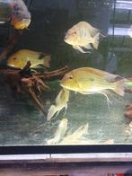 Geophagus surinamensis volwassen, Dieren en Toebehoren, Vissen | Aquariumvissen, Vis, Zoetwatervis