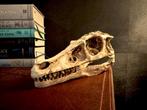Replica Velociraptor Schedel Op Ware Grote (Schaal 1:1), Ophalen of Verzenden, Nieuw, Film, Beeldje, Replica of Model