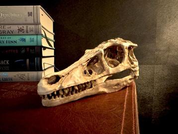 Replica Velociraptor Schedel Op Ware Grote (Schaal 1:1) beschikbaar voor biedingen