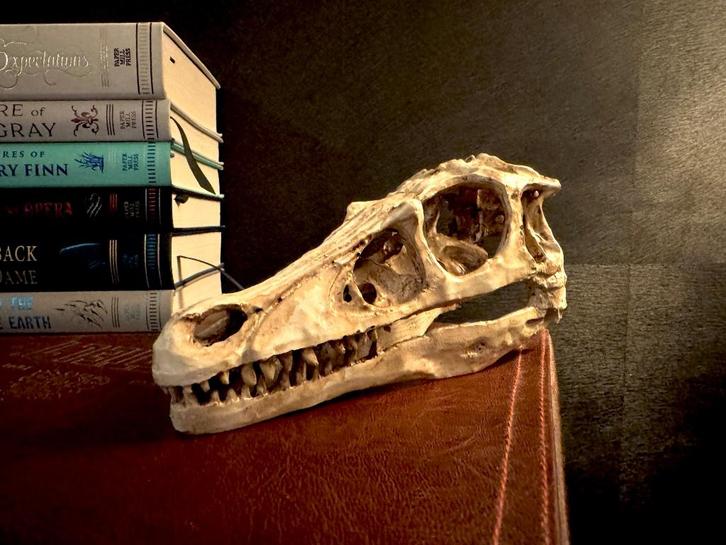 Replica Velociraptor Schedel Op Ware Grote (Schaal 1:1), Verzamelen, Film en Tv, Nieuw, Film, Beeldje, Replica of Model, Ophalen of Verzenden