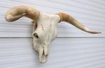 Grote schedel HIGHLANDER RUND (longhorn, gewei), Ophalen, Gebruikt, Boerderijdier, Schedel