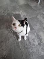 Europese korthaar, Dieren en Toebehoren, Poes
