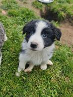 Super lieve Border collie pups showlijn stamboom, Dieren en Toebehoren, Honden | Herdershonden en Veedrijvers, CDV (hondenziekte)