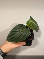 Philodendron Glorious stek geworteld, Huis en Inrichting, Kamerplanten, Ophalen of Verzenden, Halfschaduw, Minder dan 100 cm