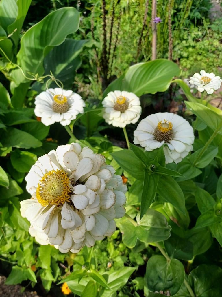 Zinnia Polar Bear, Ophalen of Verzenden, Volle zon, Zaad