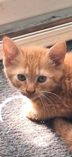 Twee rode katertjes, Dieren en Toebehoren, Katten en Kittens | Overige Katten, Meerdere dieren