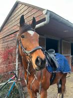 Bijrijder gezocht (omgeving eersel), Dieren en Toebehoren