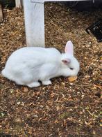 Konijnen, Dieren en Toebehoren, Konijnen, Vrouwelijk, Middelgroot, 0 tot 2 jaar