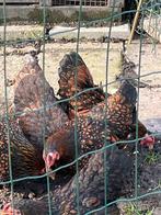 Wyandotte kriel, Dieren en Toebehoren, Pluimvee, Vrouwelijk, Kip