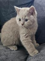 Britse korthaar katertjes, Dieren en Toebehoren, Katten en Kittens | Raskatten | Korthaar, Kater, Ontwormd, 0 tot 2 jaar