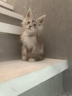 Maine Coon Katzen mit Stammbaum, Dieren en Toebehoren, Poes, Gechipt