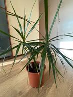 Dracaena Marginata in Pot, Huis en Inrichting, Kamerplanten, Ophalen, 100 tot 150 cm, Halfschaduw, In pot