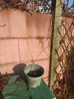 Kruisbes - Hinnonmaki Rood, Ophalen of Verzenden, Overige soorten, Halfschaduw