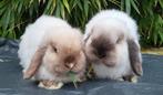 Jonge raszuivere mini lop konijntjes, Meerdere dieren, Klein, Hangoor, 0 tot 2 jaar