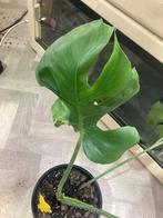 Monstera ocean oceana contorta noid, Ophalen of Verzenden, Halfschaduw, Minder dan 100 cm