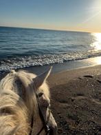 Bijrijd paard gezocht, bijrijder/verzorger aangeboden., Ophalen, Nieuw