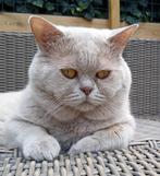Champ Lilac britse korthaar kater met stamboom voor dekking, Dieren en Toebehoren, Katten en Kittens | Dekkaters, 0 tot 2 jaar