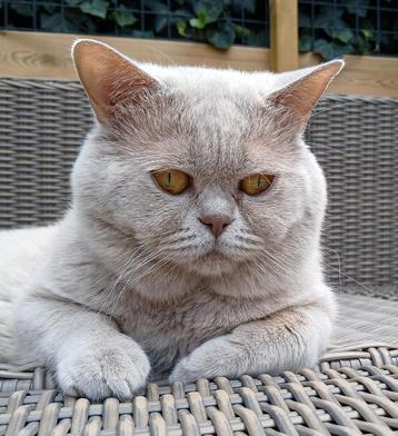 Champ Lilac britse korthaar kater met stamboom voor dekking beschikbaar voor biedingen