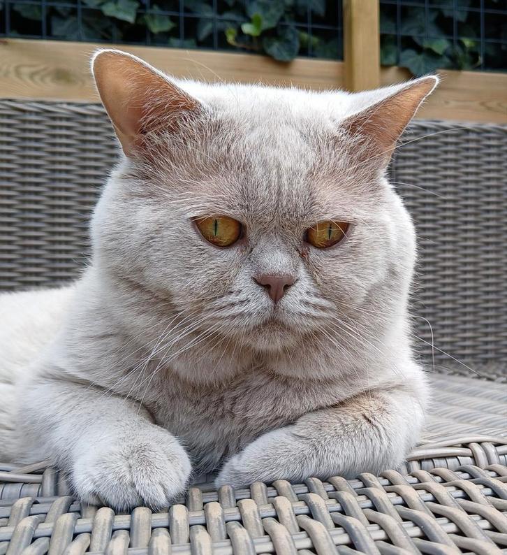 Champ Lilac britse korthaar kater met stamboom voor dekking, Dieren en Toebehoren, Katten en Kittens | Dekkaters, 0 tot 2 jaar