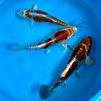 Doitsu Kogane Ochiba 14-18cm Kase Japan koi, Karper of Koi