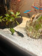 2x algeneter borstelneus, Dieren en Toebehoren, Vissen | Aquariumvissen, Vis