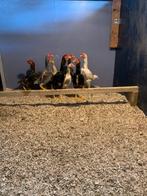 Zes prachtige ko shamo hanen uit goede bloedlijnen, Dieren en Toebehoren, Pluimvee, Mannelijk, Kip