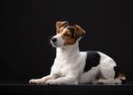 Jack russel terriër dekreu  dekking, Dieren en Toebehoren, Reu, Eén hond, 3 tot 5 jaar, Nederland