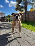 American Bully Deckrüde, Dieren en Toebehoren, Honden | Bulldogs, Pinschers en Molossers, Rabiës (hondsdolheid), Reu, Eén hond