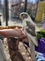 Kakariki's, Dieren en Toebehoren, Vogels | Parkieten en Papegaaien, Meerdere dieren, Parkiet, Tam